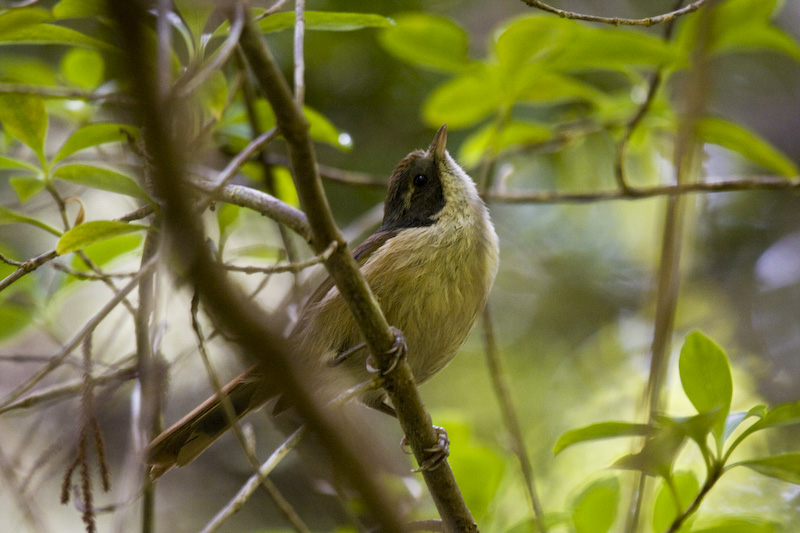 Pipipi On Branch